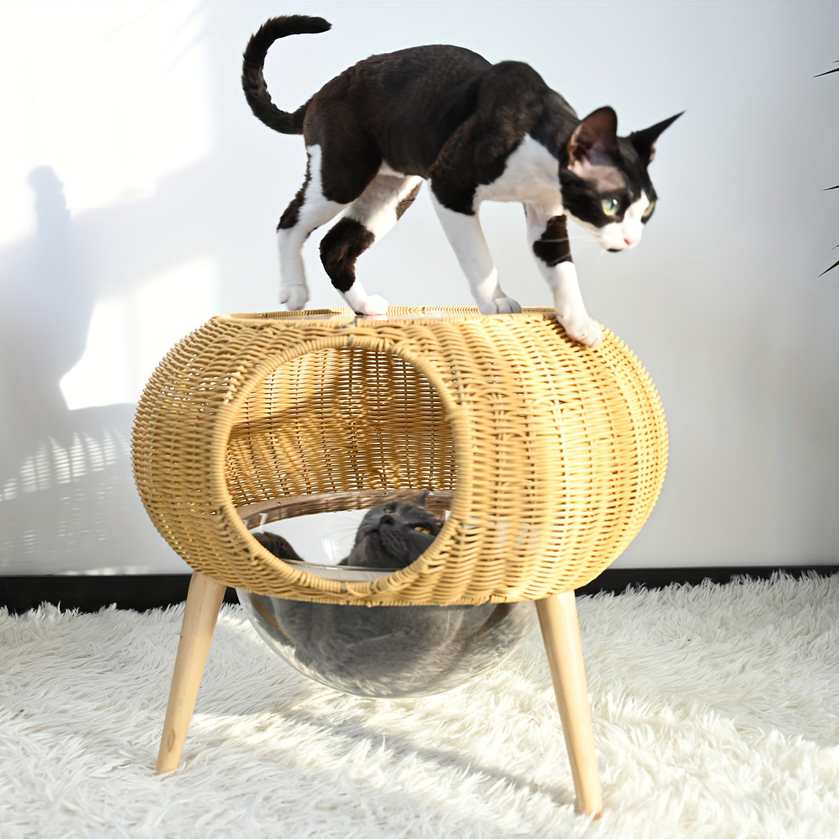 Transparent Space Capsule Cat Hammock With Storage Table