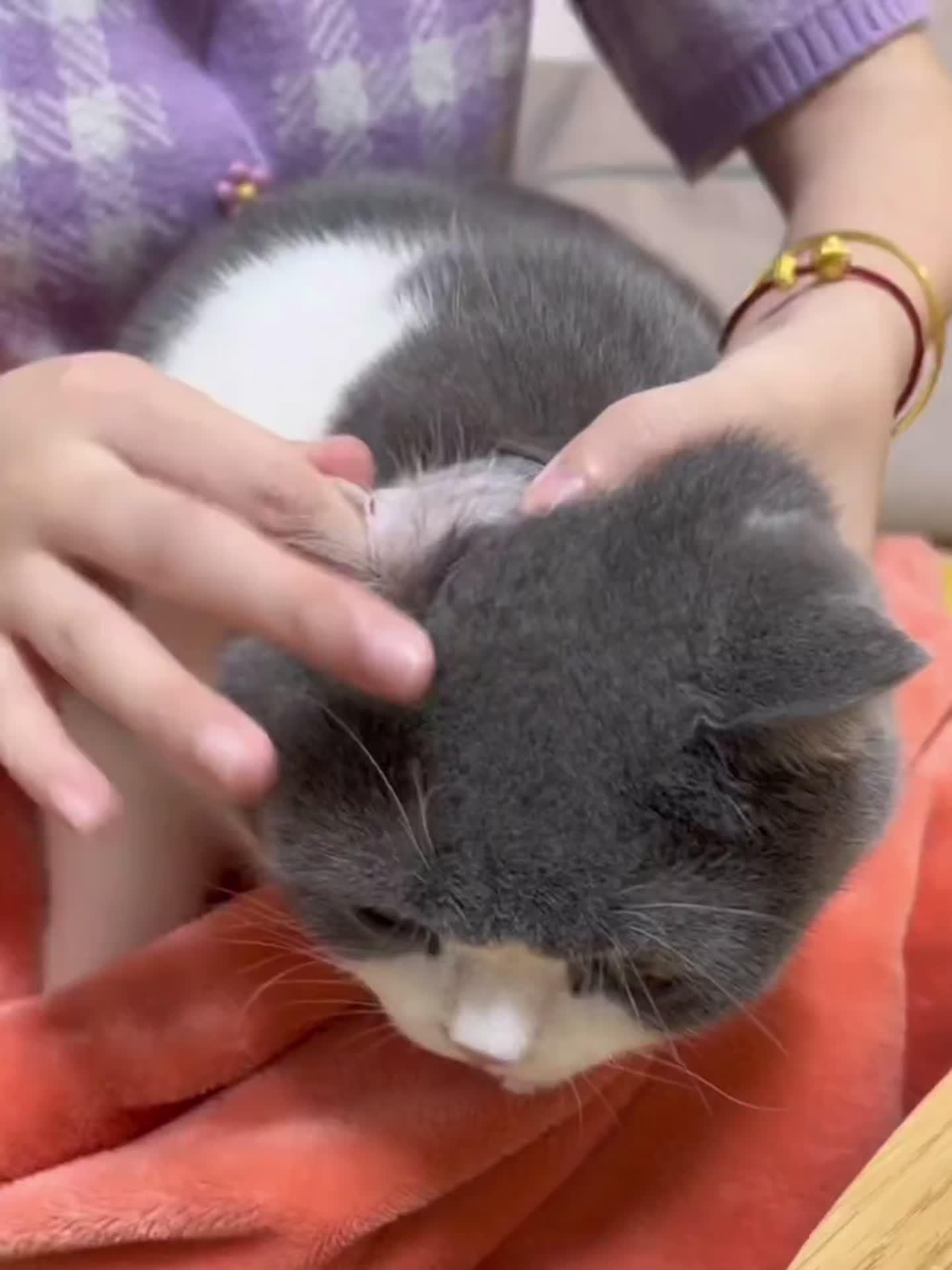 Pet Cleaning Wipes For Cats And Dogs Gentle Eye Ear Care