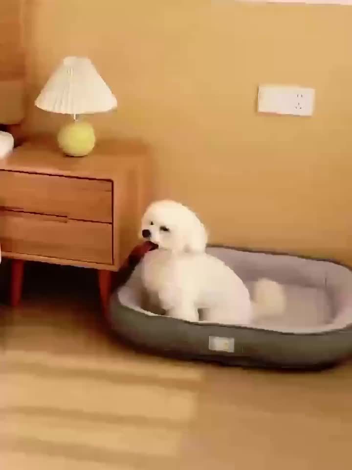 Orthopedic Pet Bed With High Edge Support And Comfort