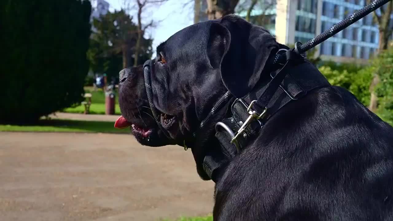 Integrated Anti-Pull Dog Leash With Bite-Resistant Rope